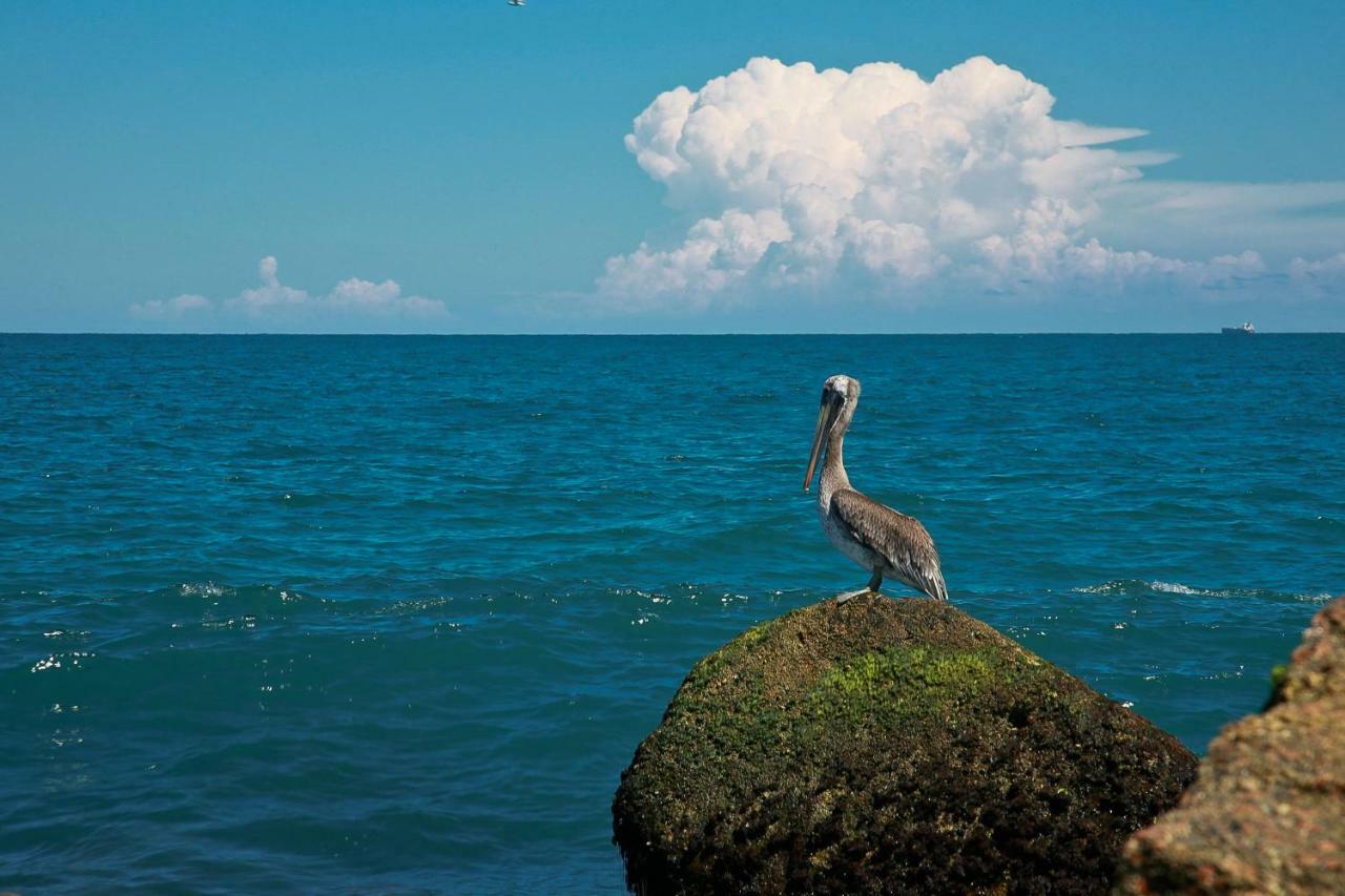 Island Serenity サウス・パドリー・アイランド エクステリア 写真